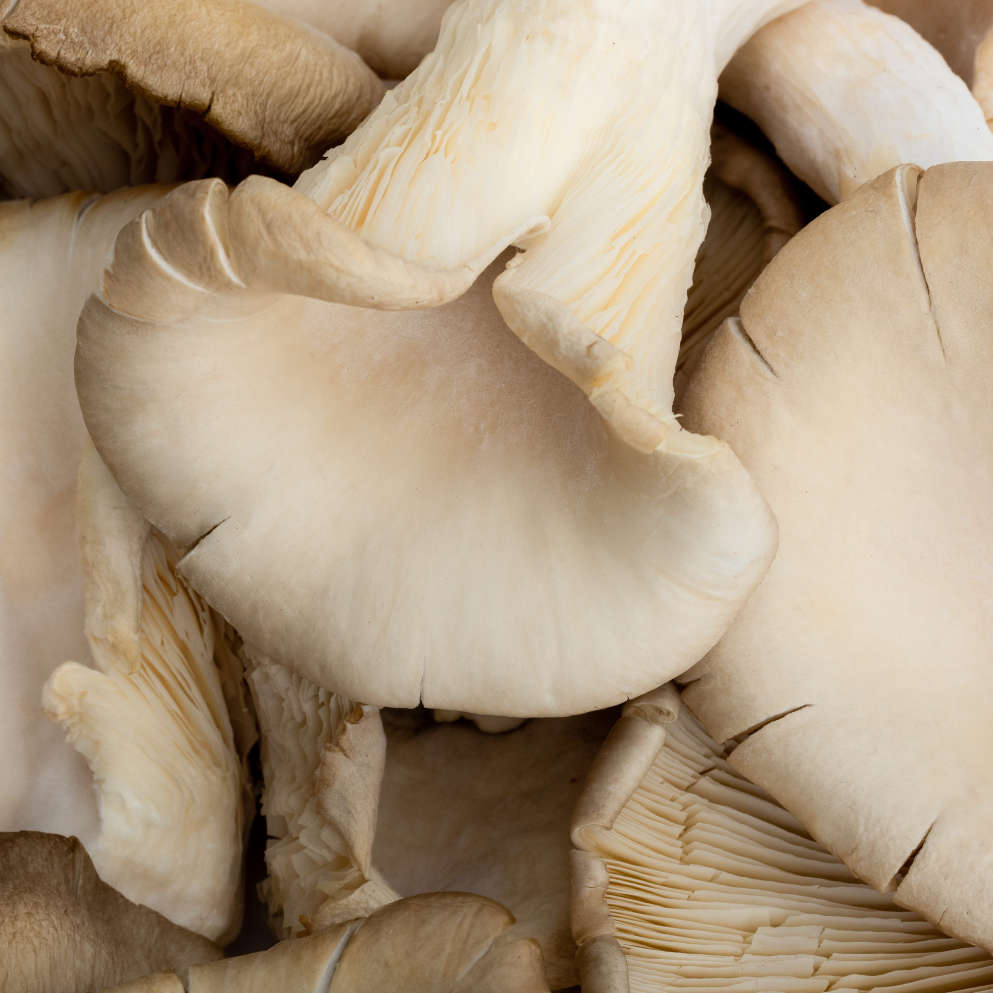 MUSHROOM PACKSHOT DEF V3-17