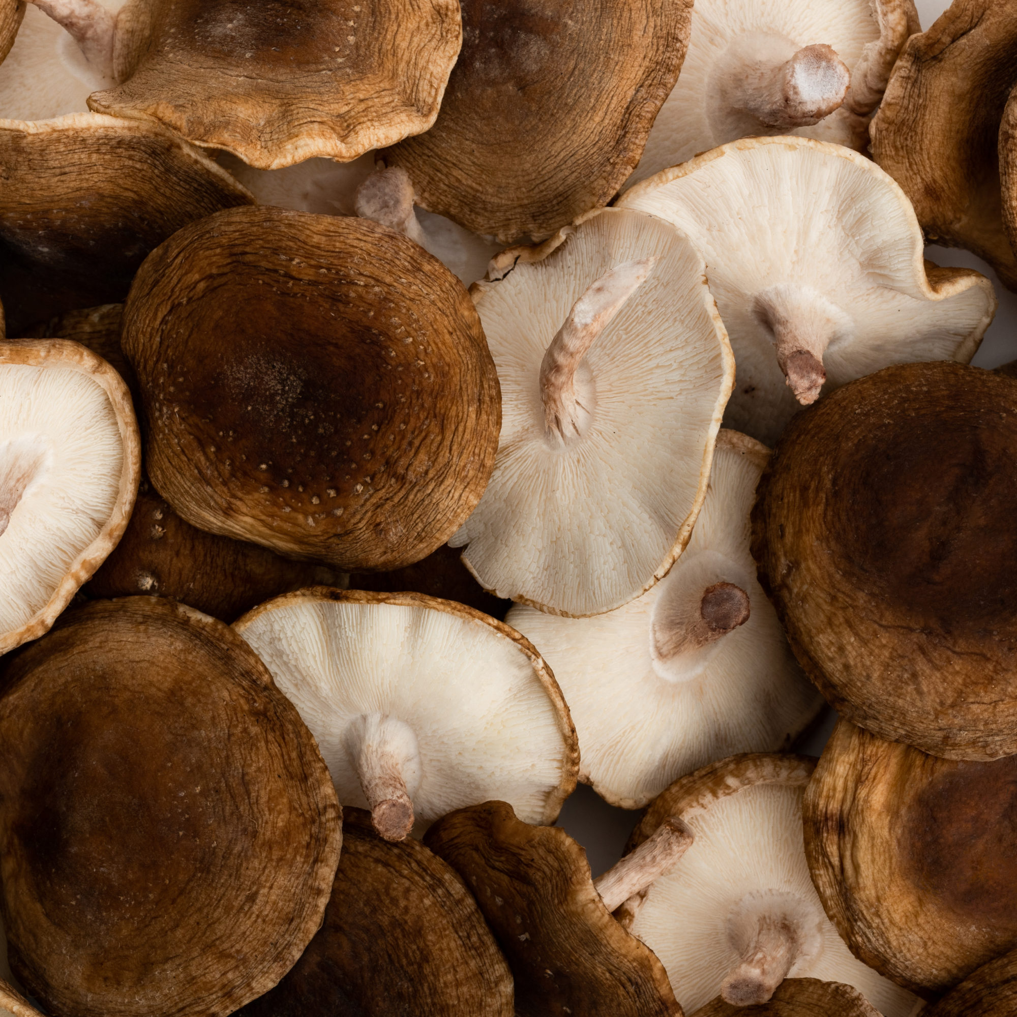 MUSHROOM PACKSHOT DEF V3-20