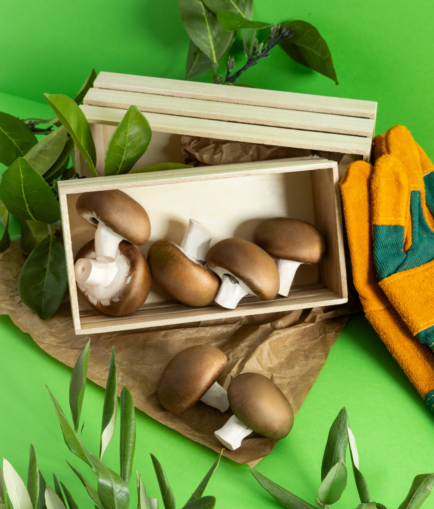 MUSHROOM NATURES MORTES DEF 072023-5 V2 (1)